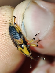 Metamasius sericeus