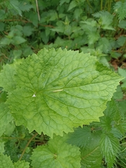 Valeriana pyrenaica