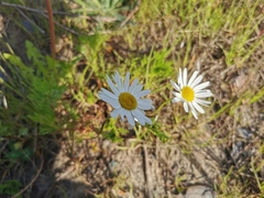 Tripleurospermum inodorum