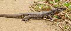 Tupinambis teguixin