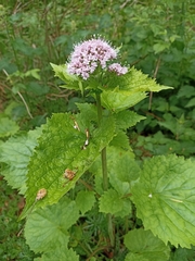 Valeriana pyrenaica