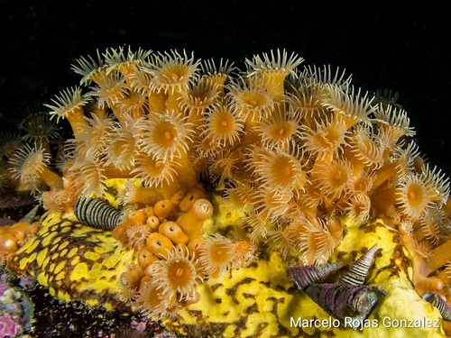 Representative image of Parazoanthidae