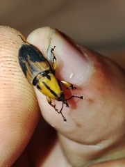 Metamasius sericeus