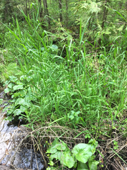 Phalaris arundinacea arundinacea