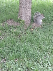 Sciurus carolinensis