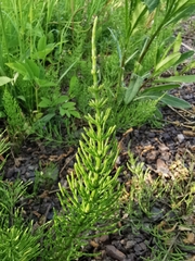 Equisetum arvense