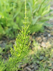 Equisetum arvense