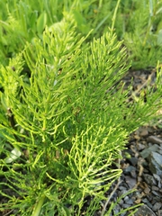 Equisetum arvense