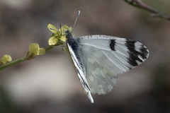 Euchloe ausonia