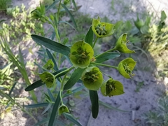 Euphorbia virgata