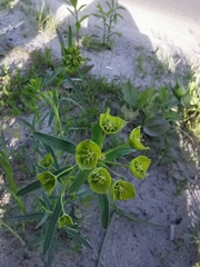 Euphorbia virgata