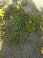 Euphorbia virgata