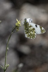 Euchloe ausonia