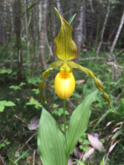 Cypripedium parviflorum pubescens
