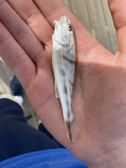 Menticirrhus