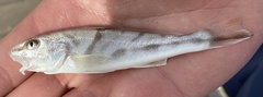 Menticirrhus