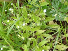 Myosotis sparsiflora