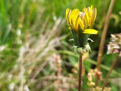 Taraxacum tortilobum