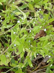 Myosotis sparsiflora