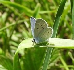 Cupido decolorata