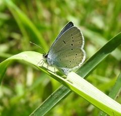 Cupido decolorata