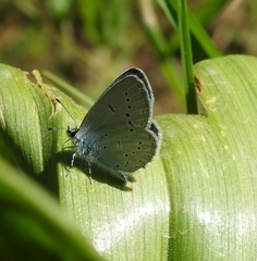 Cupido decolorata