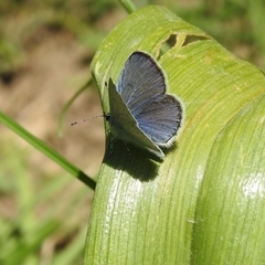 Cupido decolorata