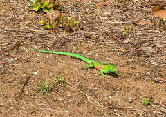 Cnemidophorus lemniscatus