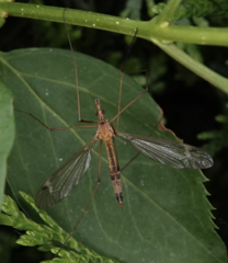 Tipula lunata