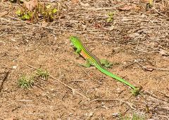 Cnemidophorus lemniscatus