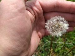 Taraxacum tortilobum