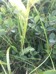 Pedicularis ascendens