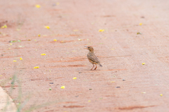 Anthus rufulus rufulus