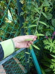 Tarlmounia elliptica