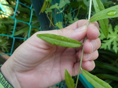 Tarlmounia elliptica