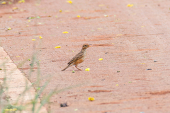 Anthus rufulus rufulus