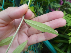 Tarlmounia elliptica