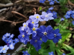 Myosotis sylvatica