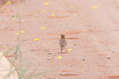 Anthus rufulus rufulus