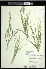 Carex digitalis digitalis