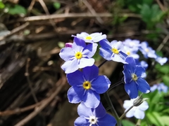 Myosotis sylvatica
