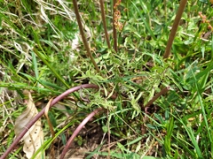 Taraxacum tortilobum