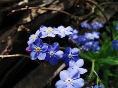 Myosotis sylvatica