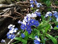 Myosotis sylvatica