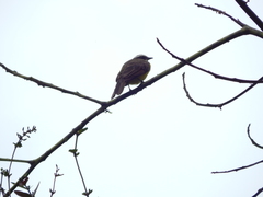 Myiozetetes cayanensis