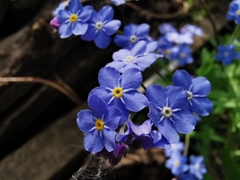 Myosotis sylvatica