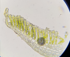 Polytrichum commune