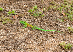 Cnemidophorus lemniscatus