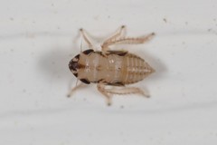 Anoscopus serratulae
