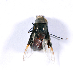 Copestylum mexicanum